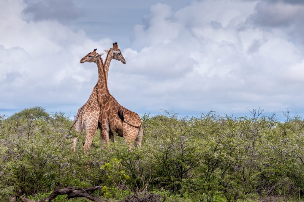 Namibian Giraffes