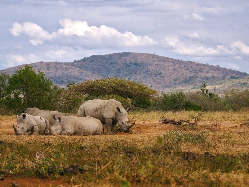 South African White Rhinos